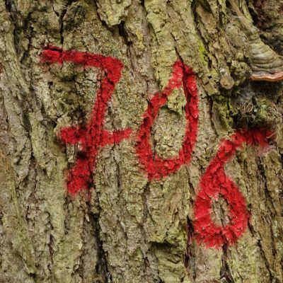 Les bombes de peinture pour le marquage sont indispensables pour le secteur forestier